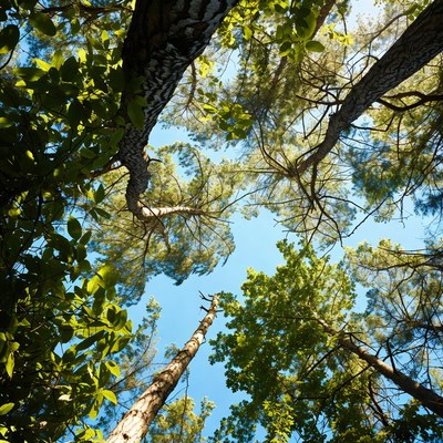Pine Trees from Below