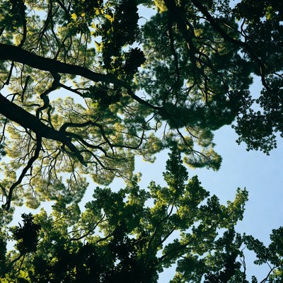 Lush green tree canopy overhead