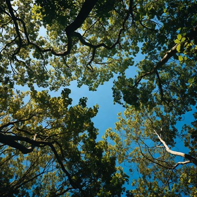 Tree Canopy Over Blue Sky