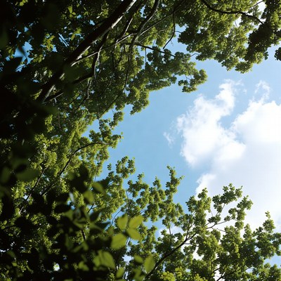 Lush green tree canopy overhead
