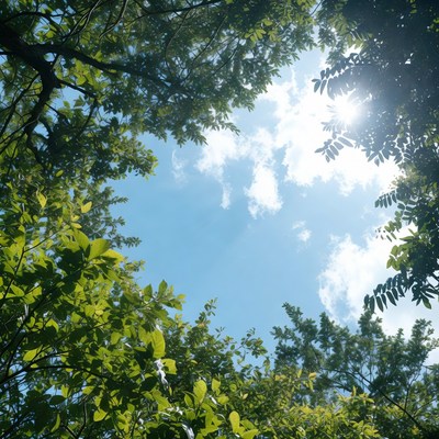 Sunny Sky Through Green Tree Canopy