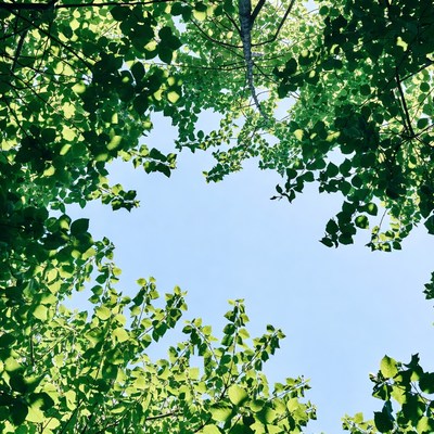Trees Framing Blue Sky Above