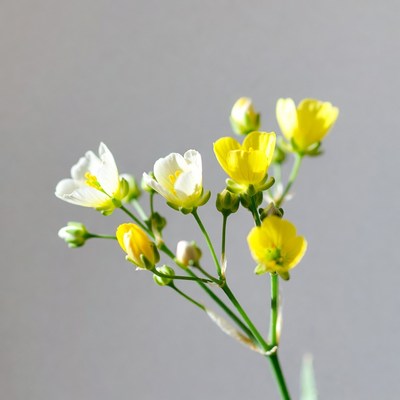 Yellow Buttercup Flowers on Gray Background