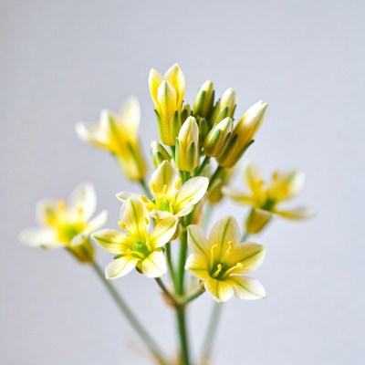 Yellow Cluster Flowers on White Background