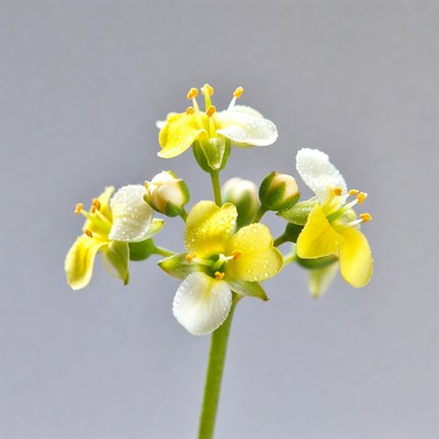 Yellow wildflower cluster on gray background