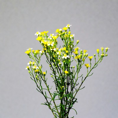 Yellow Bunch of Flowers