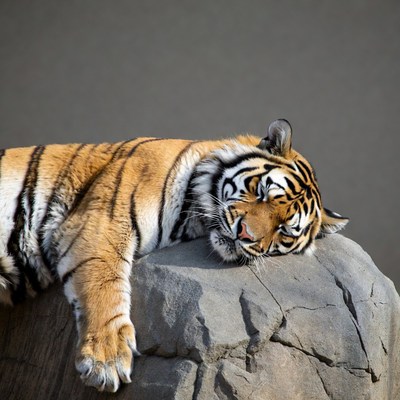 Sleeping tiger on rock