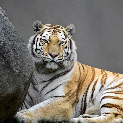 Siberian tiger lying on rock