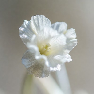 White Daffodil Flower Blooming