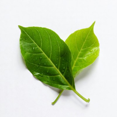 Two green leaves forming heart shape