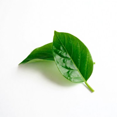 Two green leaves on white background
