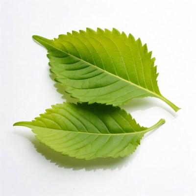Two serrated green leaves