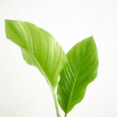 Green Peace Lily Leaves