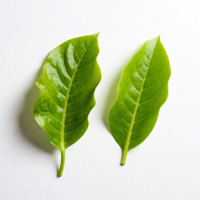 Two Green Leaves on White Background