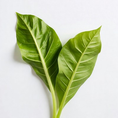 Two green betel leaves