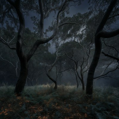 Dark Foggy Twisted Trees Forest
