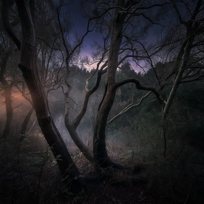 Twisted Trees in Foggy Night Forest
