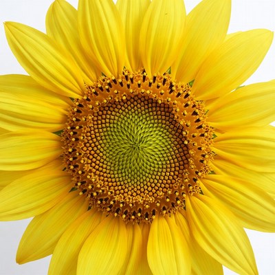 Close-up yellow sunflower