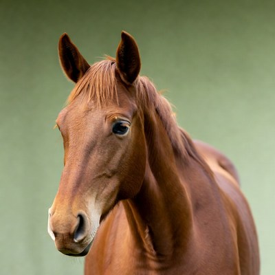Chestnut horse close-up portrait