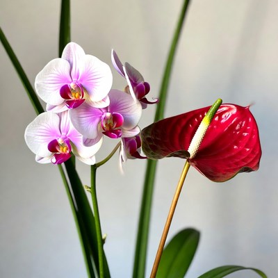 White Phalaenopsis Orchids and Red Anthurium