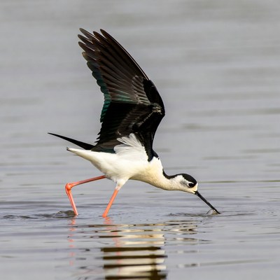 Black-winged Stilt Foraging in Water