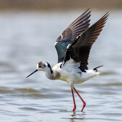Black-necked Stilt Flying over Water