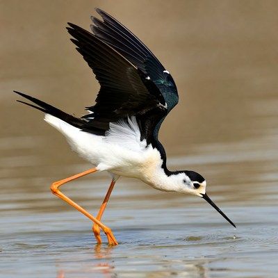Black-necked Stilt Foraging in Water
