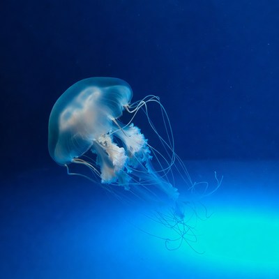 Translucent Jellyfish in Blue Water