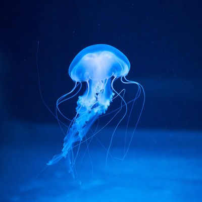Glowing Blue Jellyfish in Dark Water