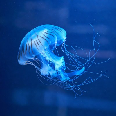 Blue jellyfish floating in ocean