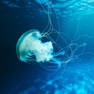 White jellyfish floating underwater