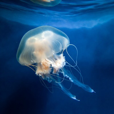 Translucent Jellyfish Swimming Underwater
