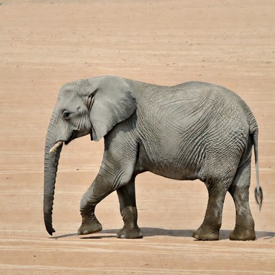 Elephant walking in sandy desert