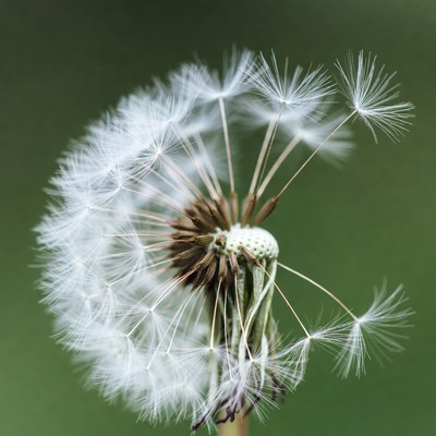 Fluffy white dandelion seed head