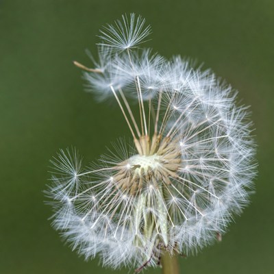 Dandelion with seeds on green background