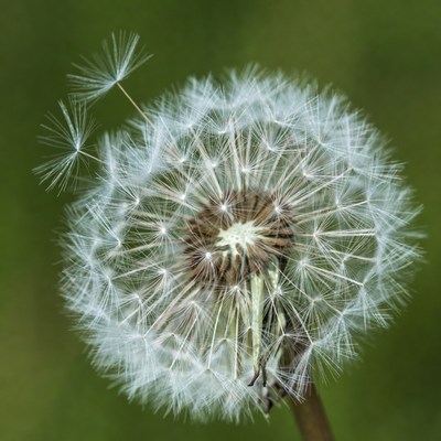Closeup of fluffy dandelion flower