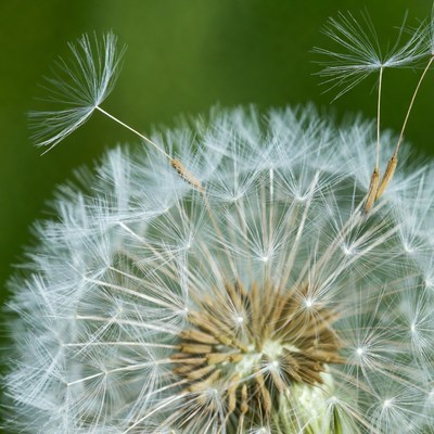 Closeup of fluffy white dandelion seeds
