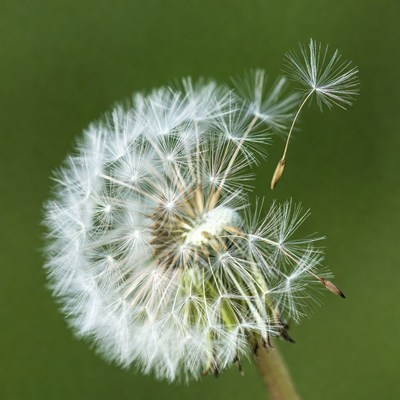 Dandelion with seeds on green background