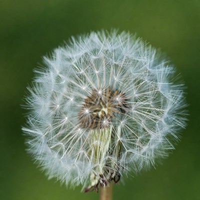 Closeup of fluffy dandelion on stem