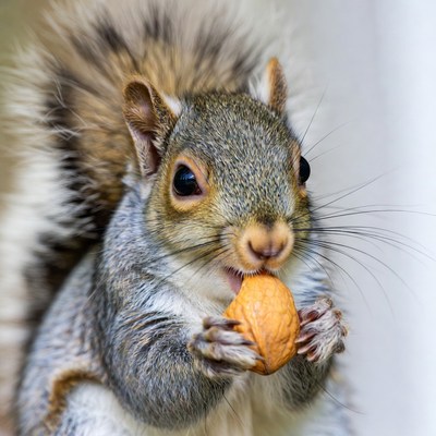 Squirrel eating walnut