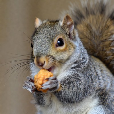 Squirrel eating acorn