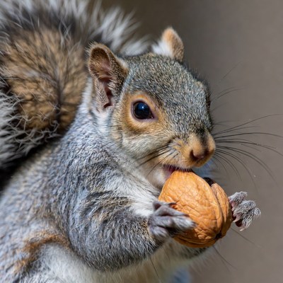 Gray squirrel eating walnut