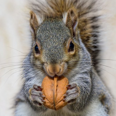 Gray squirrel eating walnut