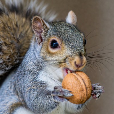 Gray squirrel eating walnut