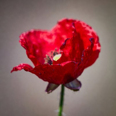 Red Poppy Flower Blooming