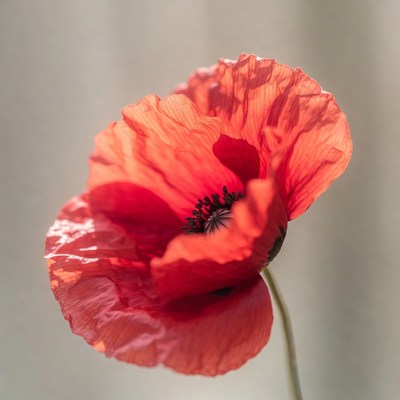 Red Poppy Flower Blooming