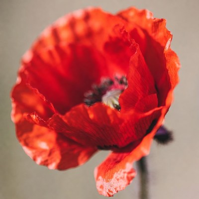 Closeup Red Poppy Flower