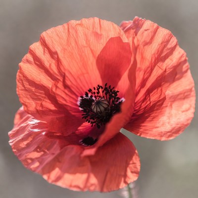 Closeup Red Poppy Flower