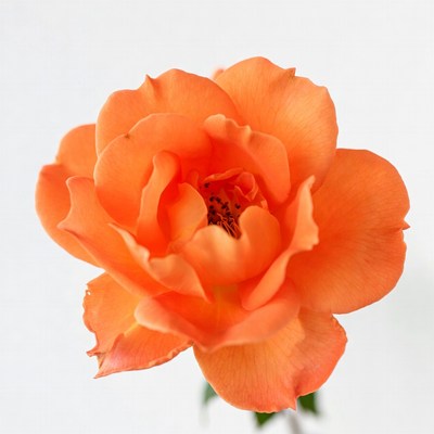 Orange Rose on White Background