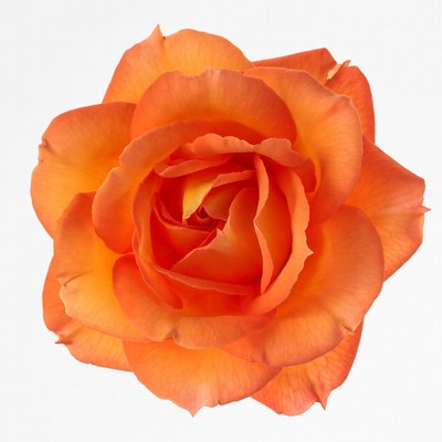 Orange Rose on White Background